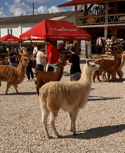 Experiencias inolvidables a poca distancia de Medellin.